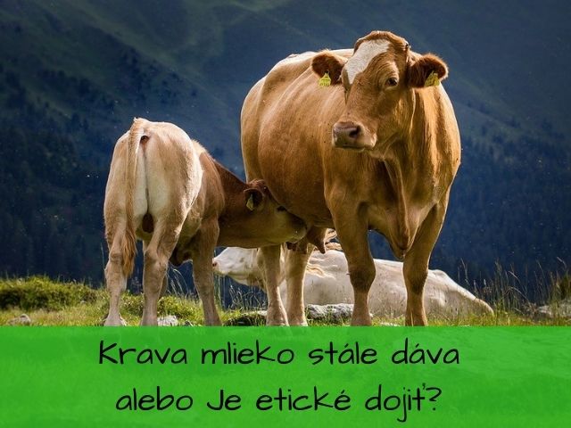 krava, mlieko, dojenie